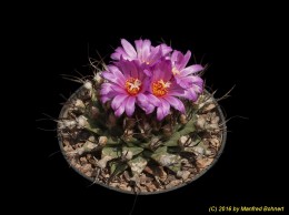 Turbinicarpus alonsoi 700